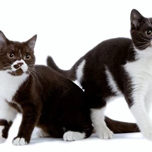 Cat - black & white British shorthair kittens in studio