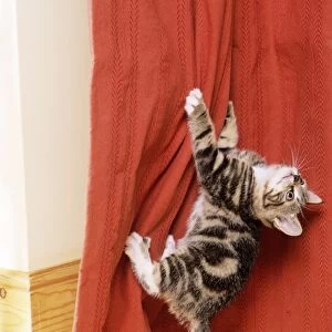 Cat - Kitten climbing up curtains