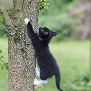 Cat - kitten climbing tree trunk - Lower Saxony - Germany