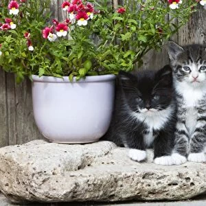 Cat - two kittens sitting in front of garden shed - Lower Saxony - Germany
