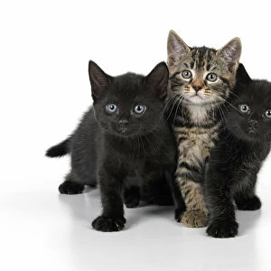 CAT. X3, 7 weeks old, black & tabby kittens, sitting together, cute, studio, white background