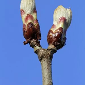 Chestnut Tree - buds about to open - Hessen - Germany