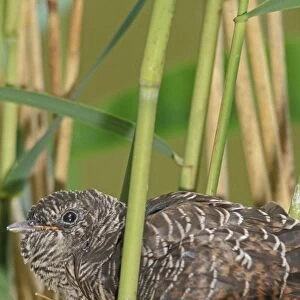 Common Cuckoo - Juvenile is growing too big for nest of the reed warbler The Netherlands, Overijssel