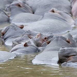 Common Hippopotamus - in water - Maasai Mara Reserve - Kenya