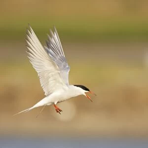 Common Tern - Calling whilst coming in to land Sterna hirundo Texel, Netherlands BI014108