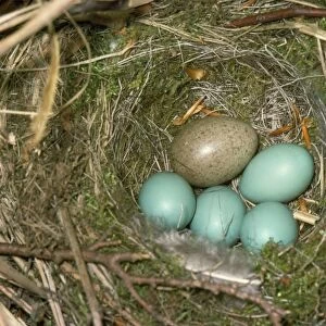 Cuckoo's egg in Dunnock's nest with eggs