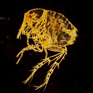 Dark Field Light Micrograph: Chigoe Flea; Magnification x 200 (A4 size: 29. 7 cm width)