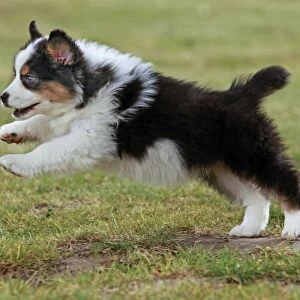 Dog - Australian Sheepdog / Shepherd Dog - puppy running