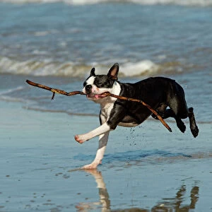 Dog - Boston Terrier running in sea with stick