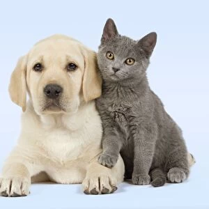 Dog and Cat - Yellow Labrador puppy with Chartreux kitten Manipulated image - background colour changed