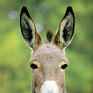 Donkey - looking over fence Hessen, Germany
