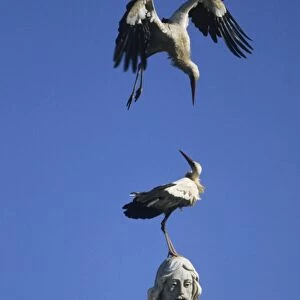 European White Stork - on statue of Jesus Spain