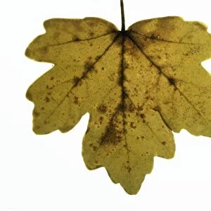 Field Maple Leaf - in autumn