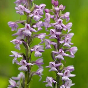 Fragrant orchid (Gymnadenia conopsea) in flower. Dorset