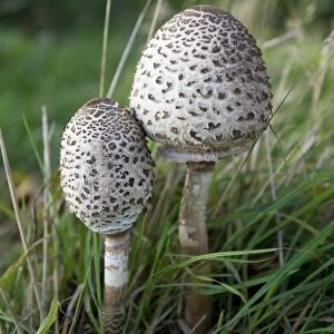 Fungi - Parasols on Penshurst Estate. Habitat - in open woods and pastures. Uncommon and excellent to eat. At this stage of development the cap is spherical or egg-shaped, soon flattened and covered in dark shaggy scales. October. UK