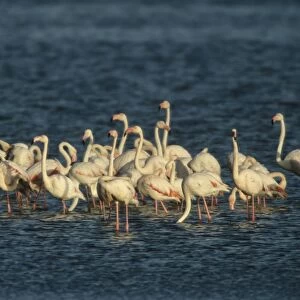 Greater Flamingo - Flock feeding - Walvis Bay, Namibia, Africa BI004835