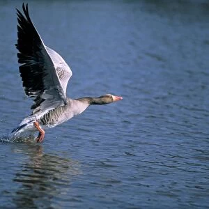 Greylay Goose - taking off