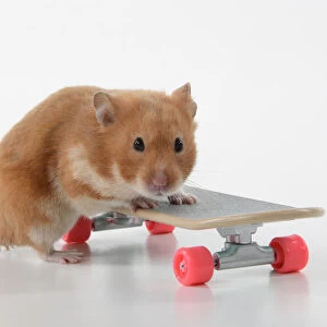 HAMSTER. Hamster on / with a scateboard, studio