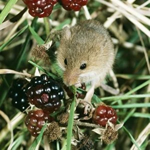 Harvest Mouse UK