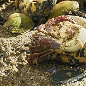 Hermit Crab - exchanging shell - from caribbean - controlled conditions 14628