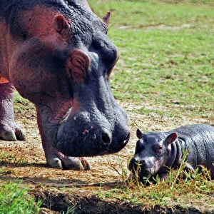 Hippopotamus - Mother with baby - East Africa