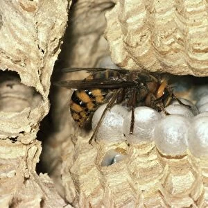 Hornet - Queen on nest comb