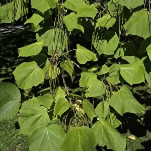 Indian Bean Tree - showing leaves and ripening bean pods, Lower Saxony, Germany