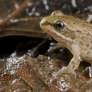 Italian Stream Frog - Tuscany - Italy
