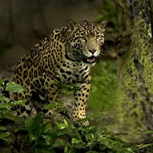 Jaguar - Rainforest Guatemala