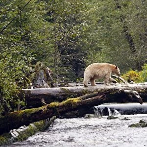 Kermode / Spirit Bear - The Tsimshian of northern British Columbia believed that the Kermode bear, a black bear in a white coat, very rare, was lived in by a spirit of a terrible power Island Princess Royal. British Columbia. Canada