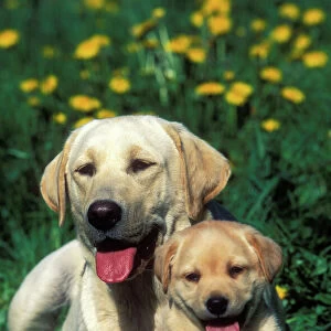 Labrador - adult and puppy