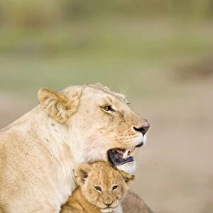 Lion - 4-5 week old cub with mother - Masai Mara Reserve - Kenya
