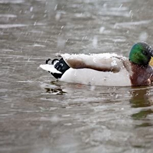 Mallard - drake duck in snow - UK