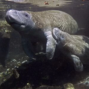 Manatee - calf suckling on the teat under her mothers flipper - Crystal River -Florida - USA
