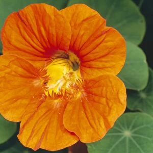 Nasturtium Flower UK