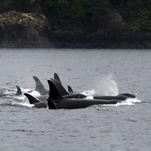 Orca / Killer Whale - pod / group. Johnstone Strait - British Colombia - Canada