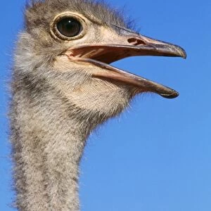Ostrich - close up of head & neck