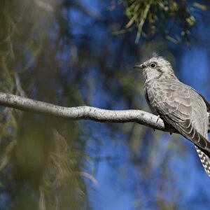 Pallid Cuckoo - Olive Pink Botanic Gardens - Alice Springs - Northern Territory - Australia