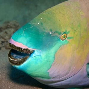 Parrotfish - with algae-filled teeth - Red Sea