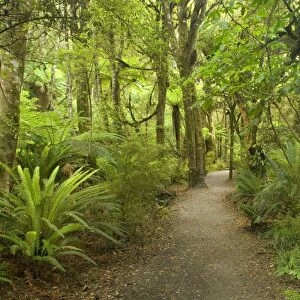 Path in Rainforest narrow walking track leading through lush temperate rainforest towards Purakaunui Falls Catlins, Southland, South Island, New Zealand