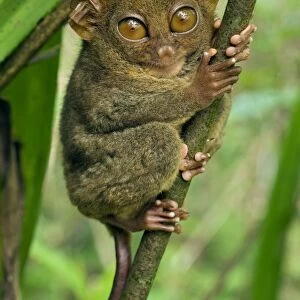 Philippine Tarsier hides and rests on his "perching site" in a typical habitat of undergrowth in a dense secondary tropical rainforest near PTFI (Philippine Tarsier Foundation Incorporated)