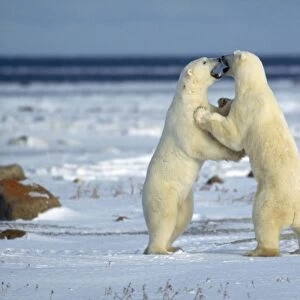 Polar Bear - play fighting