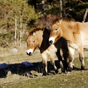 Przewalski's wild horse. France