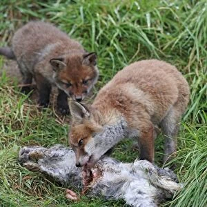 Red Fox - cubs feeding on rabbit - Bedfordshire UK 9916