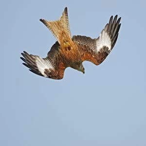 Red Kites - in flight