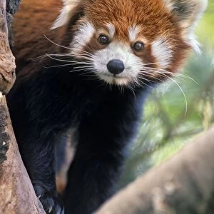 Red/Lesser Panda - Peering through tree branches, 4Mu65