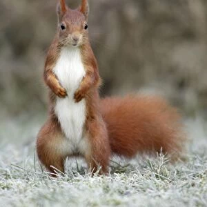 Red Squirrel - alert on frost covered garden lawn, Lower Saxony, Germany