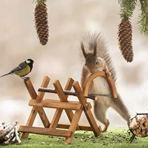 Red Squirrel and great tit are standing with a saw and saw block