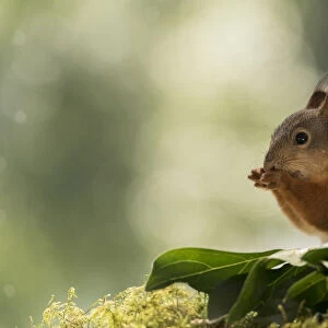 Red Squirrel between peony leaves