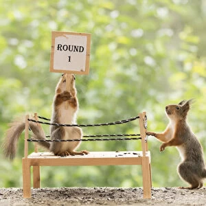 Red Squirrel standing in a boxing ring with first round sign